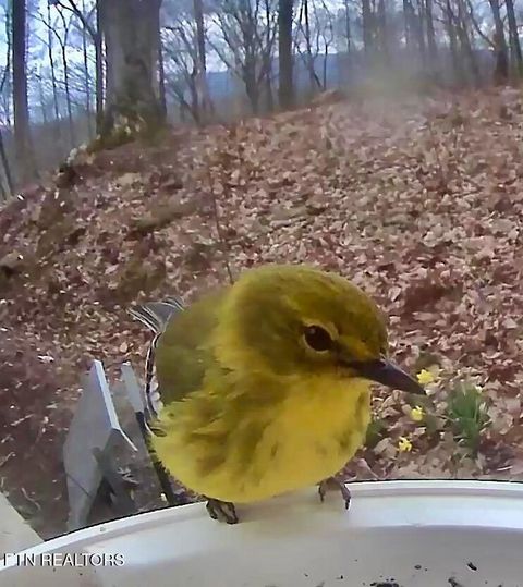 Tiny photo for 804 S Shiloh Rd, Seymour, TN 37865 (MLS # 1330336)