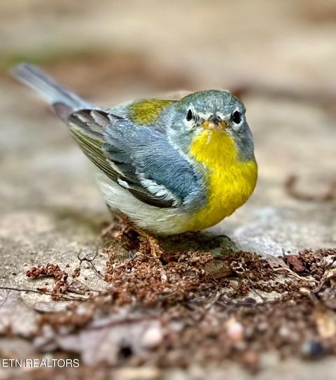 Tiny photo for 804 S Shiloh Rd, Seymour, TN 37865 (MLS # 1330336)