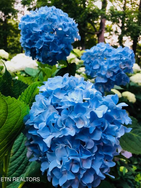 Tiny photo for 804 S Shiloh Rd, Seymour, TN 37865 (MLS # 1330336)