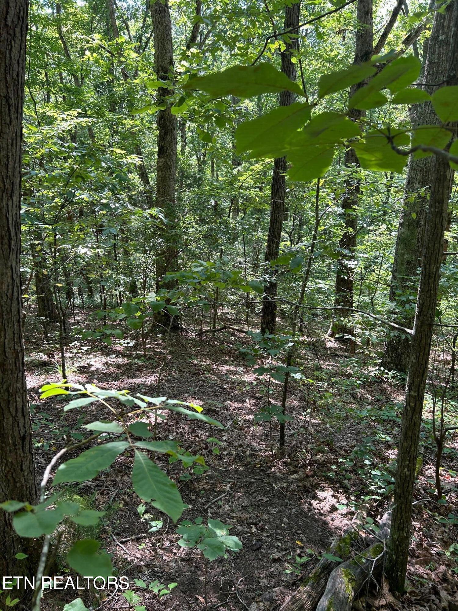 Laurel Mountain Circle