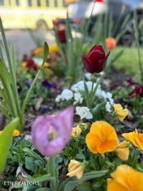 Tiny photo for 208 N B St, Lenoir City, TN 37771 (MLS # 1327495)