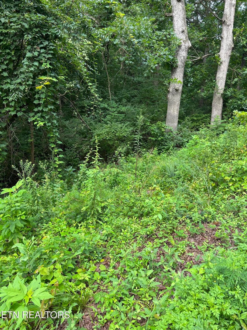 Photo of 1417 Joe Hinton Rd, Knoxville, TN 37931 (MLS # 1348844)