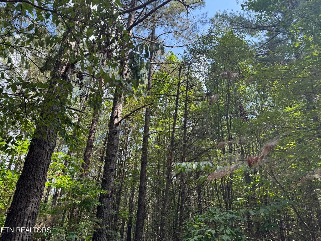 Photo of Hannah Davidson Rd, Robbins, TN 37852 (MLS # 1314059)