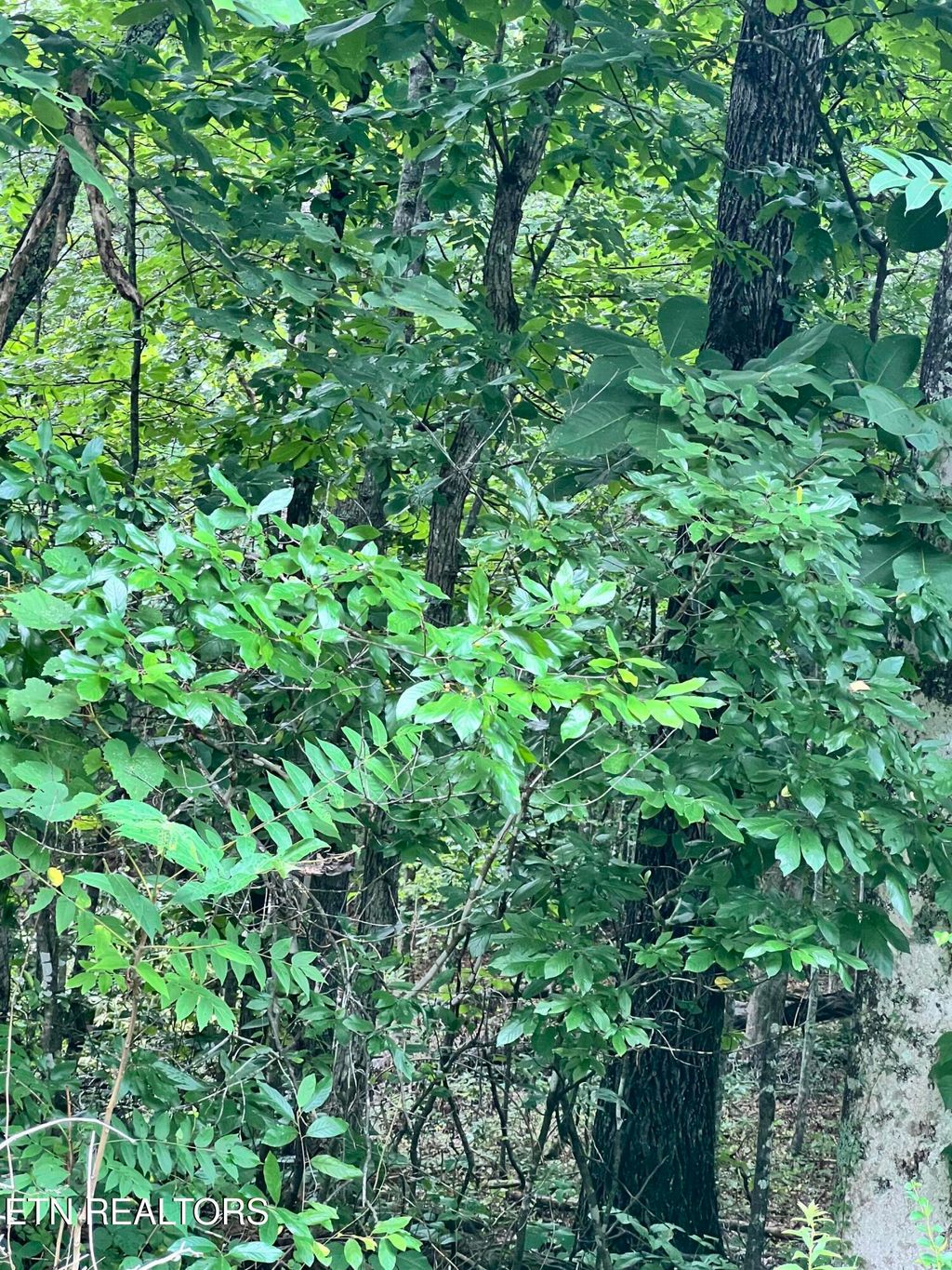 Photo of Lot 11 Willie Prigmore Rd, Decatur, TN 37322 (MLS # 1310667)