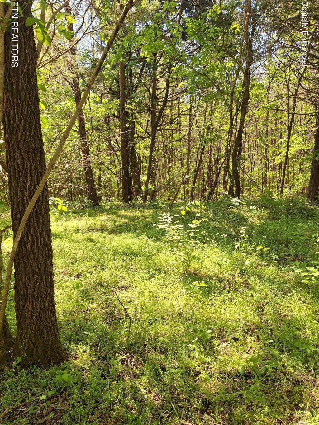 Photo of Payne Rd, Tellico Plains, TN 37385 (MLS # 1338537)