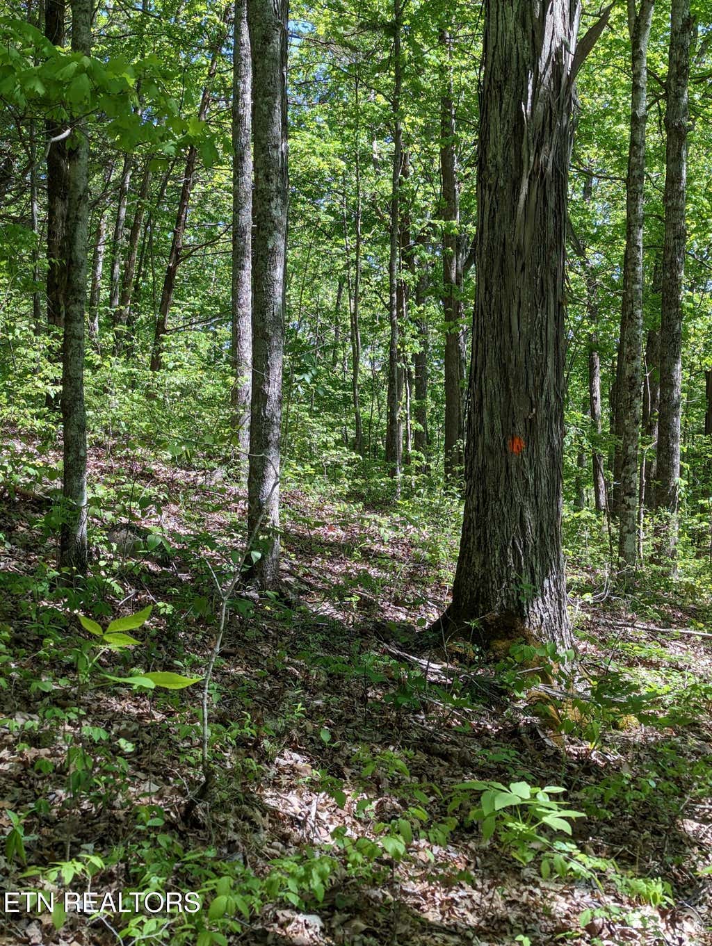 Photo of Cherokee Path, Jamestown, TN 38556 (MLS # 1345412)