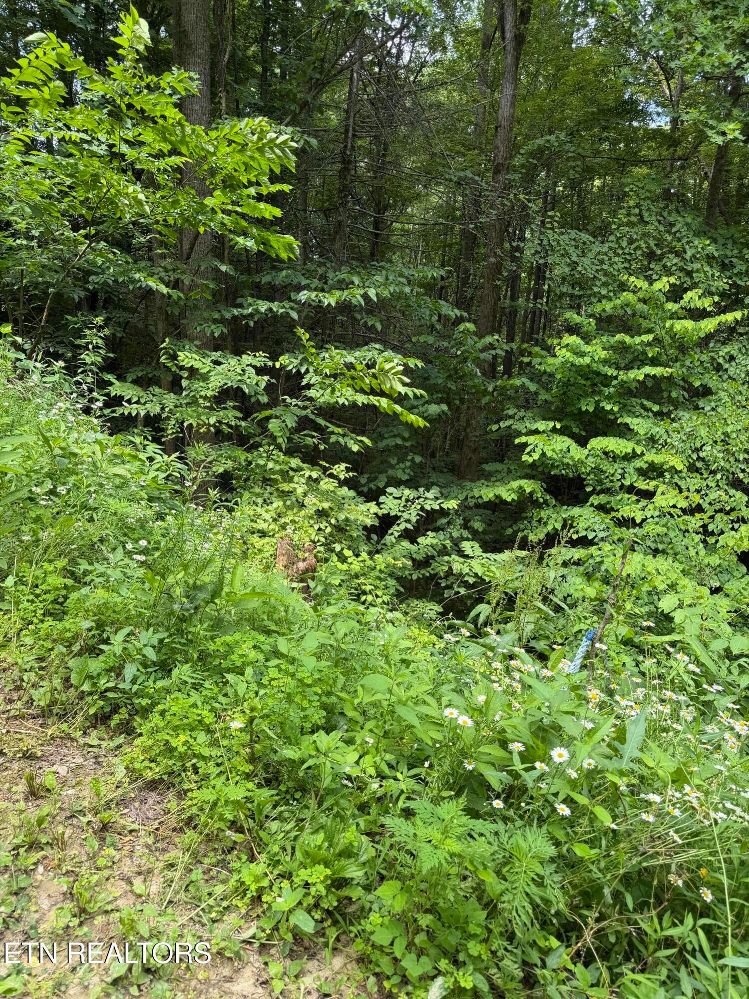 Lot 56 Butternut Lane