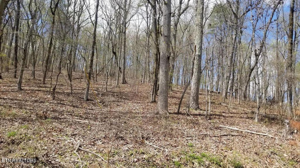 Photo of 843 Spruce, Willow &amp; Maple Drive, Spring City, TN 37381 (MLS # 1250246)