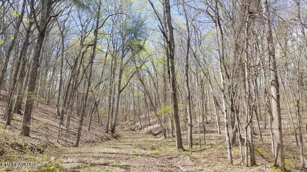 Photo of 843 Spruce, Willow &amp; Maple Drive, Spring City, TN 37381 (MLS # 1250246)