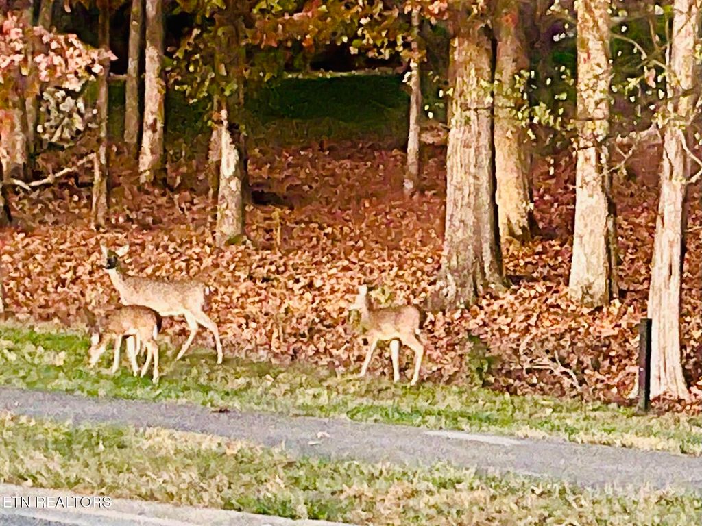 Photo of 158 Hammock Court, Loudon, TN 37774 (MLS # 1328104)