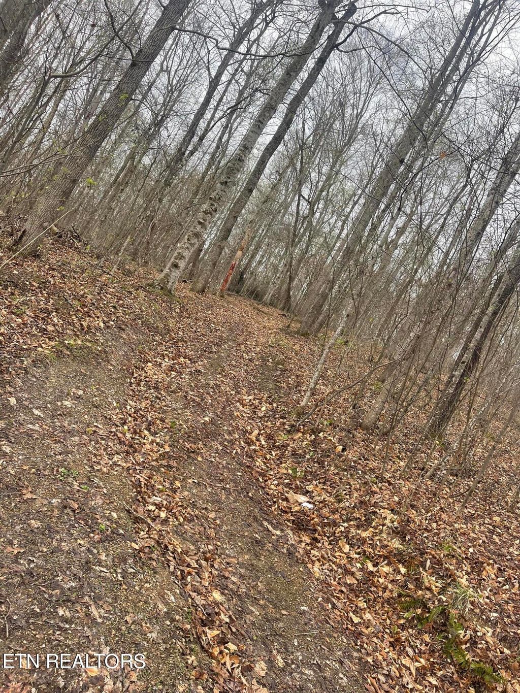 Photo of 121 River Ridge Rd, Maynardville, TN 37807 (MLS # 1258872)