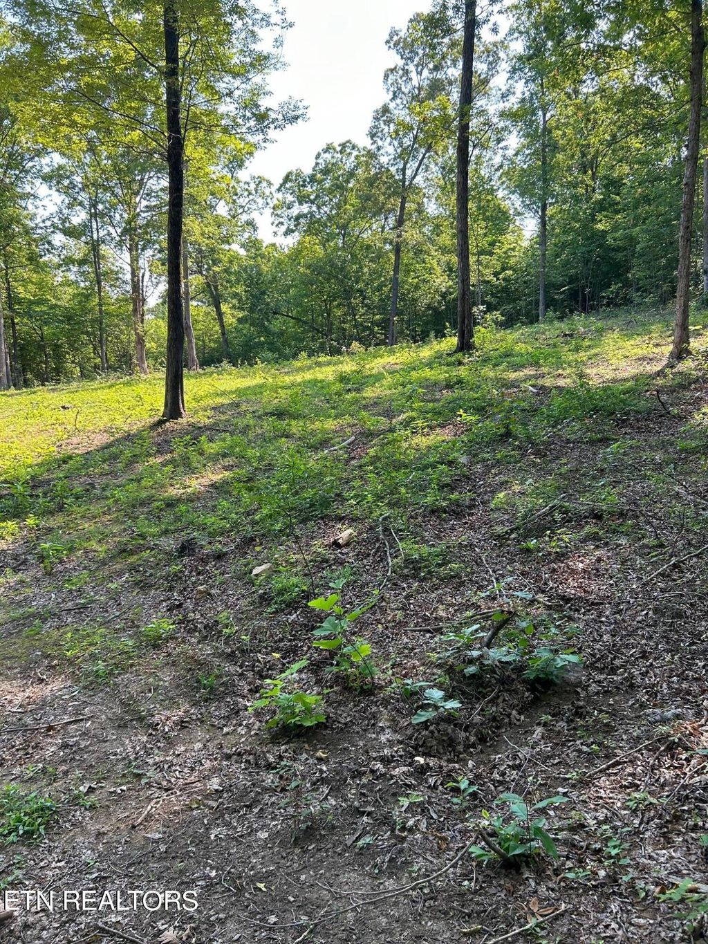 Photo of 41 Mecca Pike, Tellico Plains, TN 37385 (MLS # 1249382)