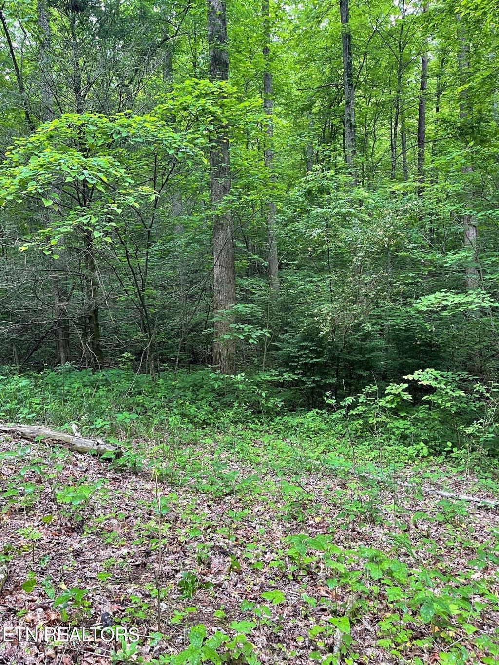 Photo of 2 Old Cades Cove Rd, Townsend, TN 37882 (MLS # 1263499)