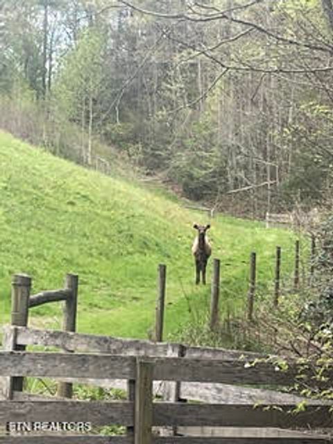 Tiny photo for 0 Barnes Hollow Rd, Cosby, TN 37722 (MLS # 1339356)