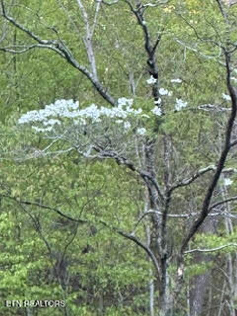 Tiny photo for 0 Barnes Hollow Rd, Cosby, TN 37722 (MLS # 1339356)