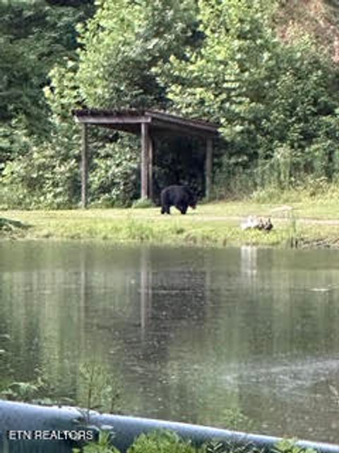 Tiny photo for 0 Barnes Hollow Rd, Cosby, TN 37722 (MLS # 1339356)