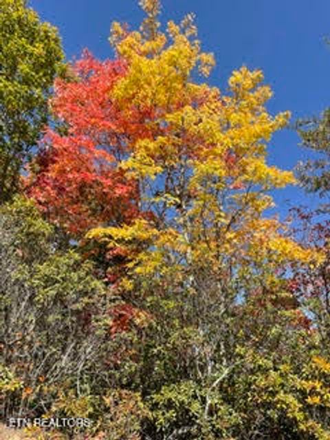 Tiny photo for 0 Barnes Hollow Rd, Cosby, TN 37722 (MLS # 1339356)