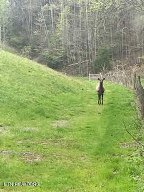 Tiny photo for 0 Barnes Hollow Rd, Cosby, TN 37722 (MLS # 1339356)