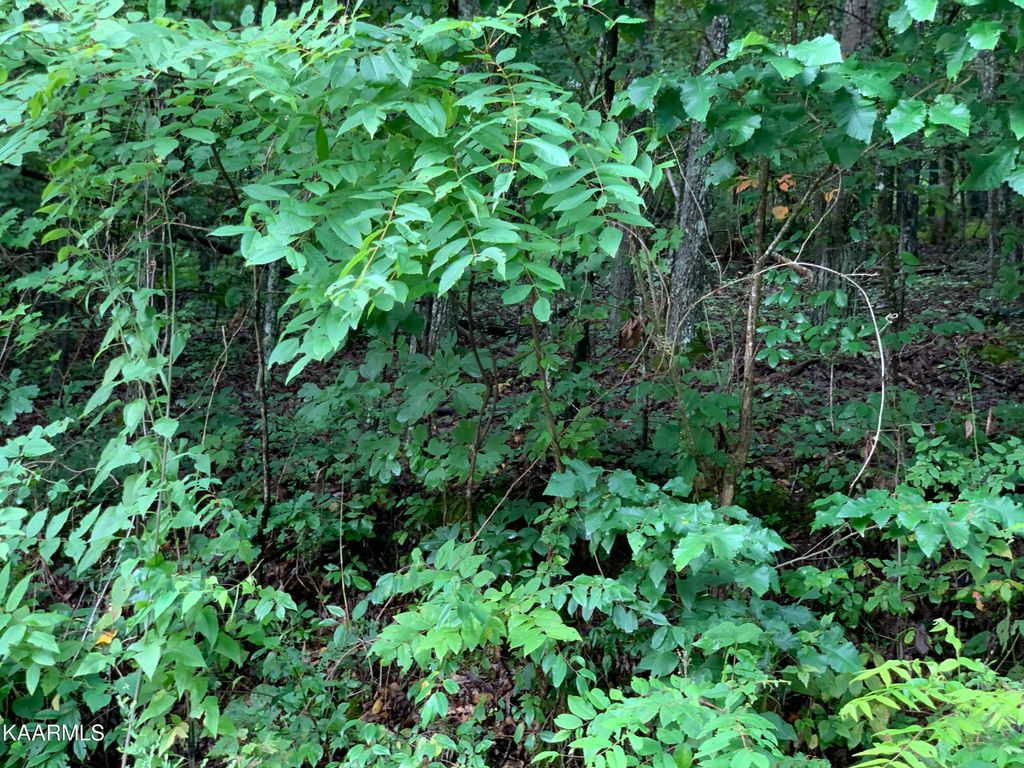 Photo of 4507 Huffine Rd, Loudon, TN 37774 (MLS # 1332000)