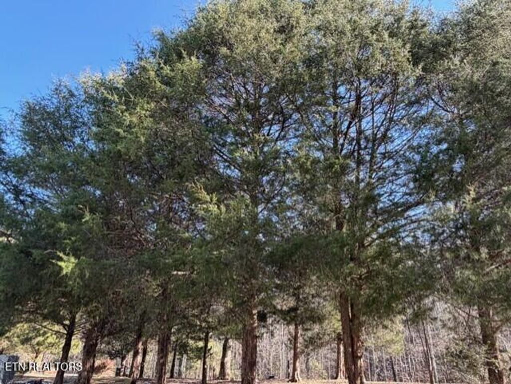 Photo of 147 Shields Branch Rd, Tellico Plains, TN 37385 (MLS # 1327201)