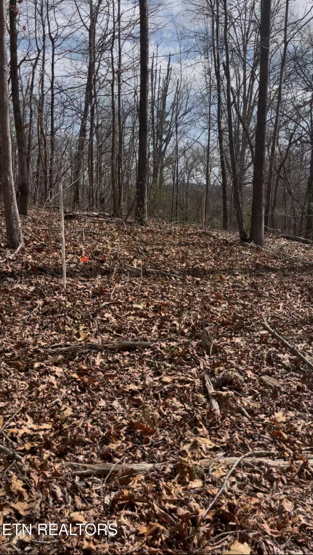 Photo of 619 Ernie Roberts Road, Rutledge, TN 37861 (MLS # 1293453)