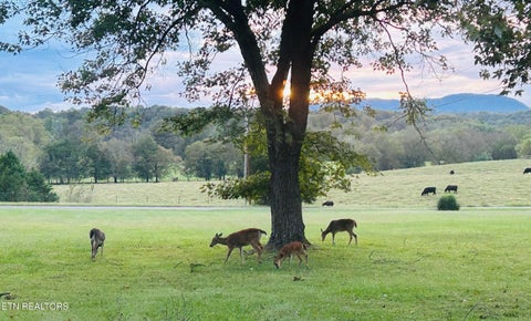 Tiny photo for 1106 Creek Rd, Strawberry Plains, TN 37871 (MLS # 1360244)