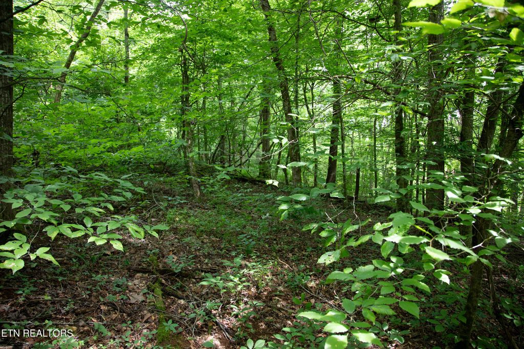 Photo of 0 Scenic View Drive, Cosby, TN 37722 (MLS # 1278150)