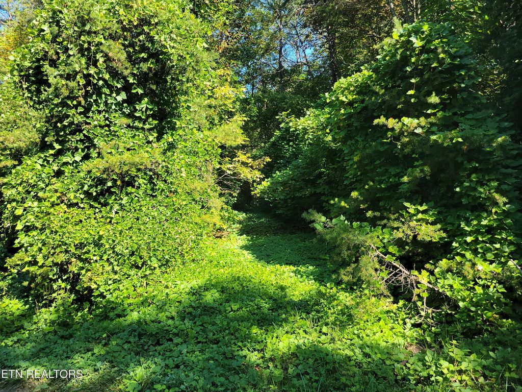 Photo of 39 Sugar Maple Way, Del Rio, TN 37727 (MLS # 1315979)