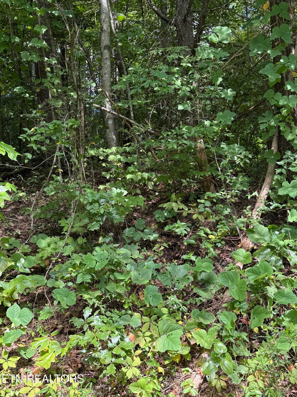 Photo of Progress Hill, Pigeon Forge, TN 37863 (MLS # 1356751)