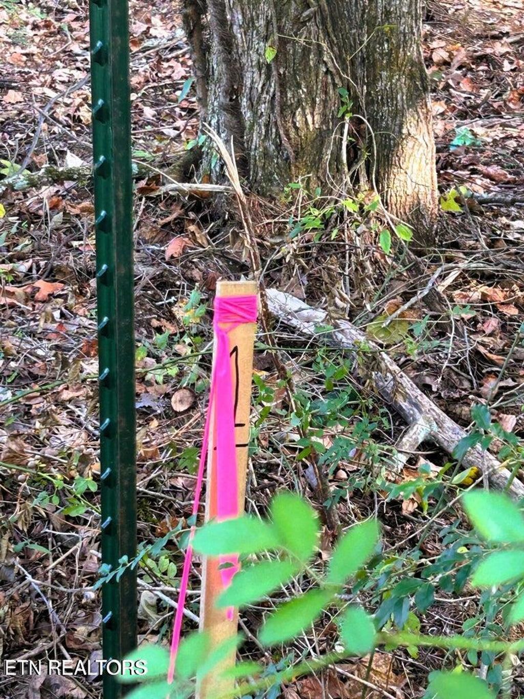 Photo of 55 Pleasant Hill Rd, Ten Mile, TN 37880 (MLS # 1331895)