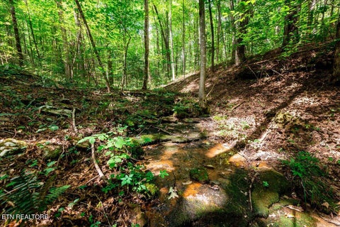 Tiny photo for 755 Bear Branch Rd, Wartburg, TN 37887 (MLS # 1355547)
