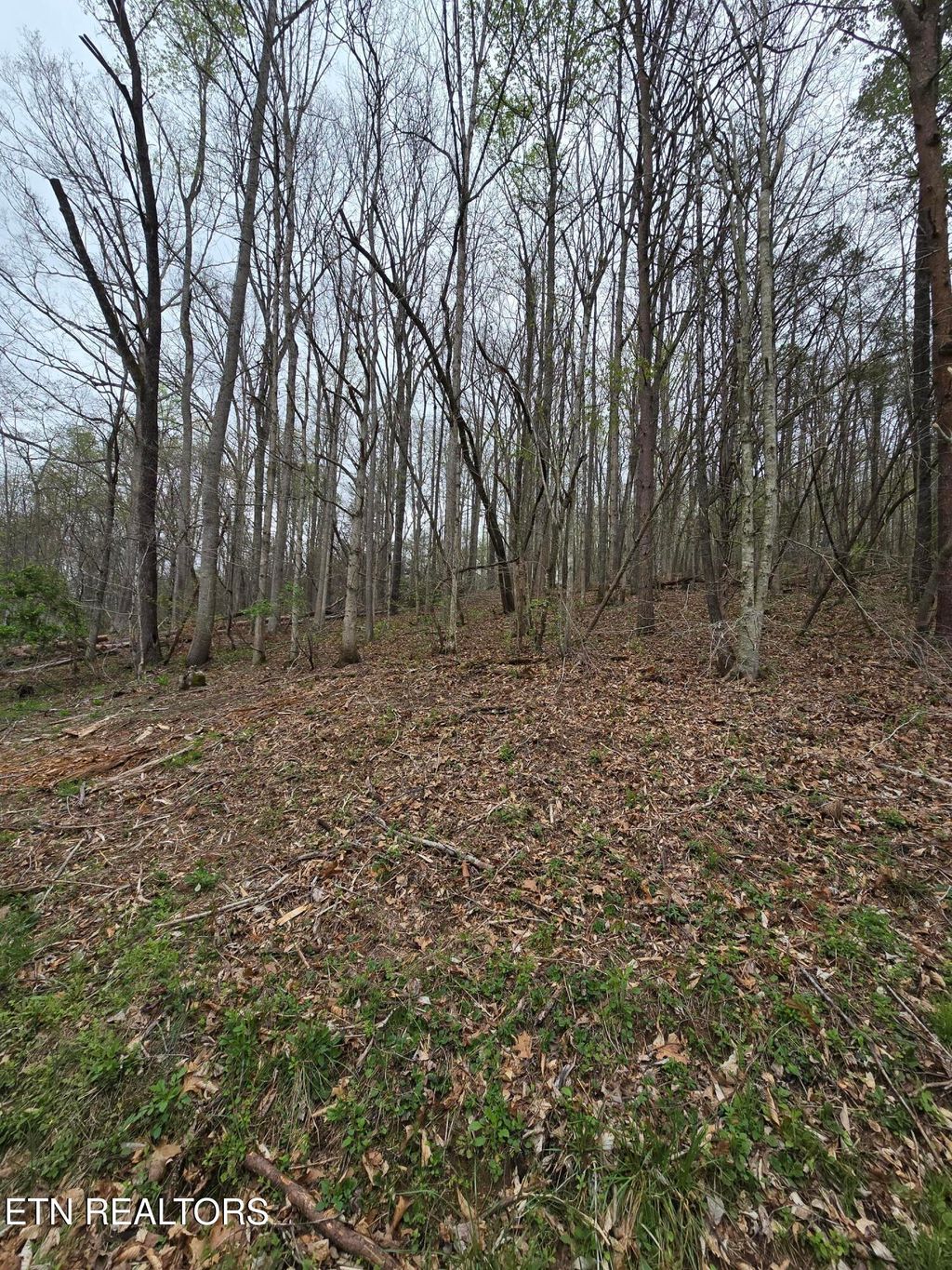 Photo of 89 Rainbow Lane, LaFollette, TN 37766 (MLS # 1296364)