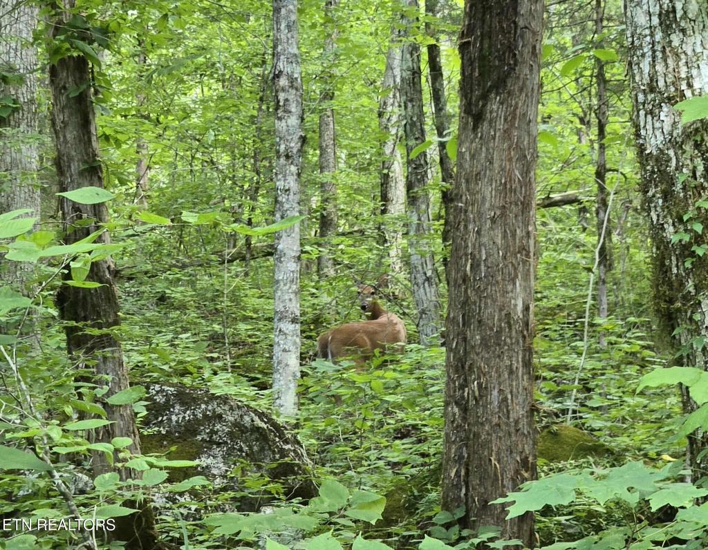 Photo of Log Mountain Rd, Washburn, TN 37888 (MLS # 1305904)