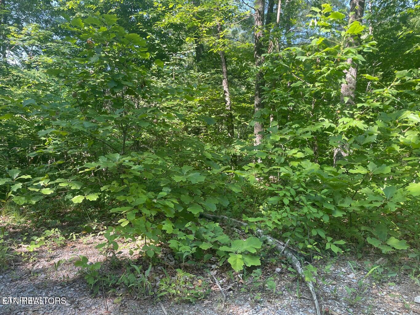 Lot 69 Sycamore St