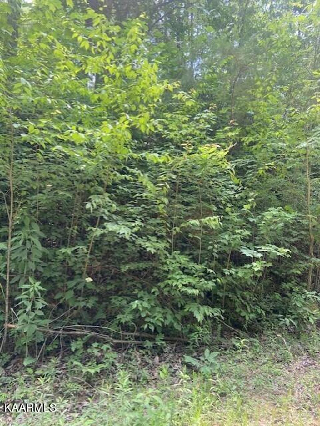 Photo of 2225 Chilhowee Loop Road Loop, Walland, TN 37886 (MLS # 1231198)