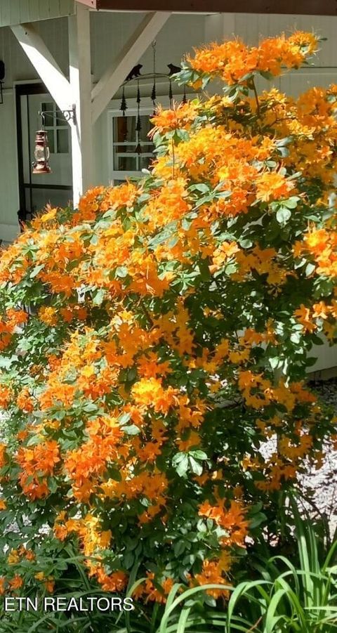 Tiny photo for 273 Harmony Way, Cosby, TN 37722 (MLS # 1321030)