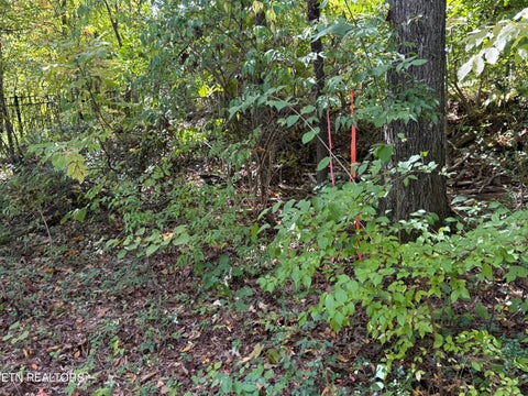 Tiny photo for 1311 Choto Rd, Knoxville, TN 37922 (MLS # 1359575)