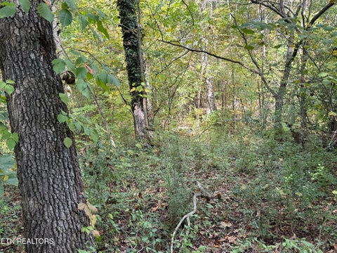 Tiny photo for 1311 Choto Rd, Knoxville, TN 37922 (MLS # 1359575)