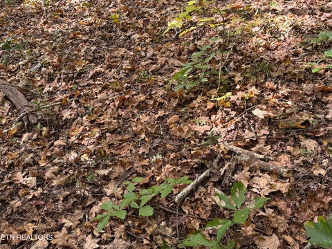 Tiny photo for 1311 Choto Rd, Knoxville, TN 37922 (MLS # 1359575)
