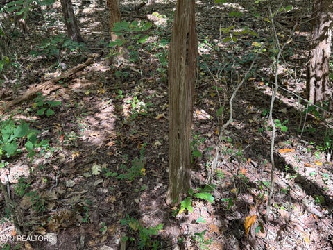 Tiny photo for 1311 Choto Rd, Knoxville, TN 37922 (MLS # 1359575)