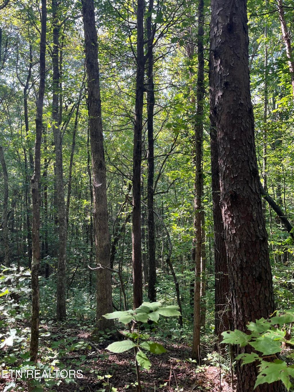 Photo of 552 New Providence Rd, Tellico Plains, TN 37385 (MLS # 1314982)