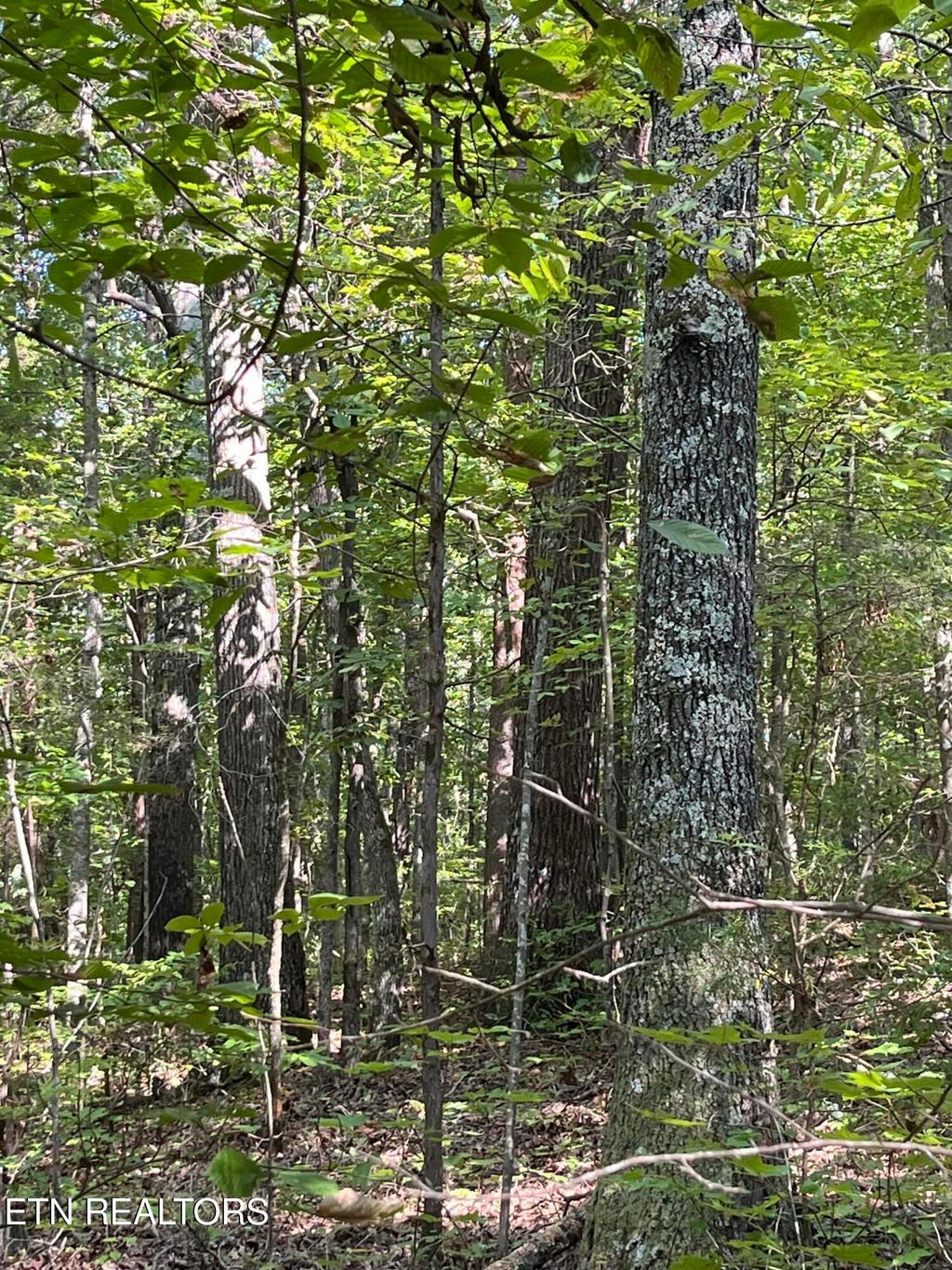 Photo of 552 New Providence Rd, Tellico Plains, TN 37385 (MLS # 1314982)