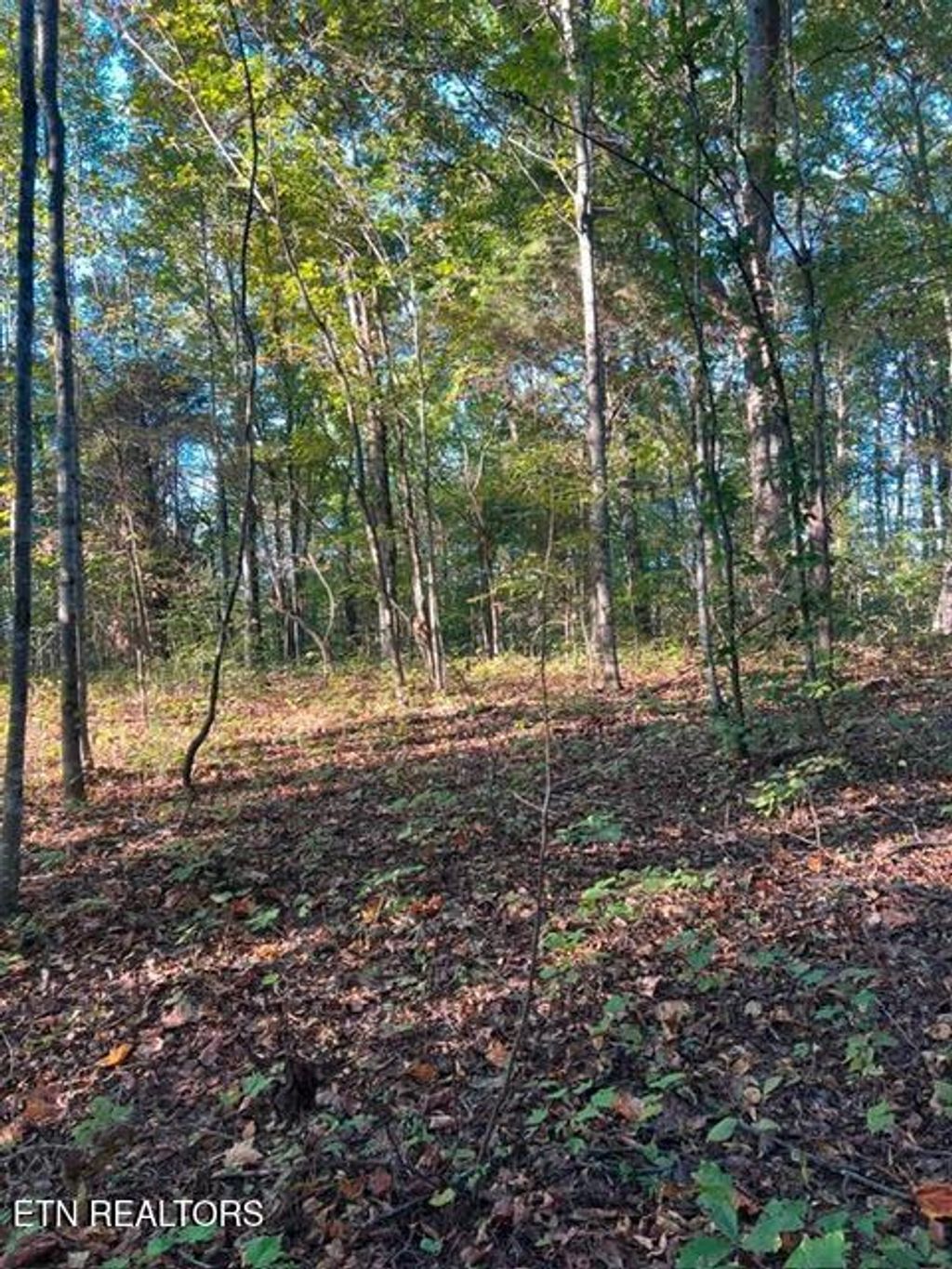 Photo of 196 Woodstock Drive #Lot 176, Rutledge, TN 37861 (MLS # 1348354)