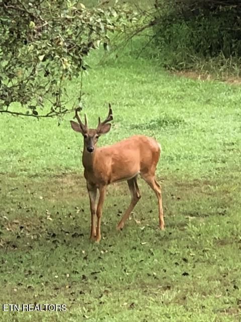 Tiny photo for 36480 N Highway 72 N, Loudon, TN 37774 (MLS # 1328676)