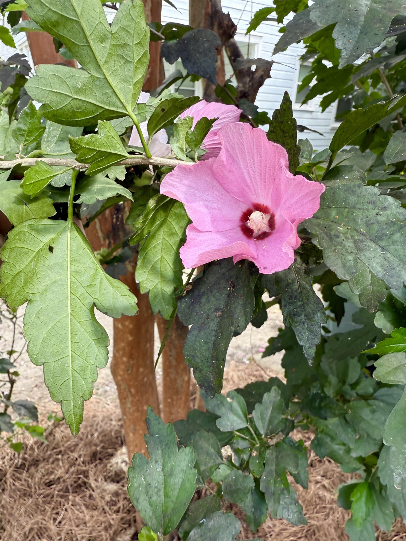 Memphis, Tennessee 38111, United States, 2 Bedrooms Bedrooms, ,1 BathroomBathrooms,Residential,Active,205629