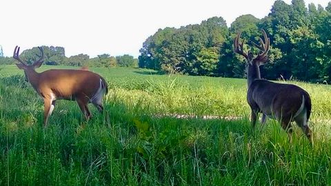 BURNETT RD Williston TN 38076