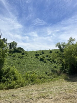 HWY 178, BLUE SPRINGS, MS 38828 - Image 3c6da2fdac0eeed51b0f42982e83a06e/3917685980