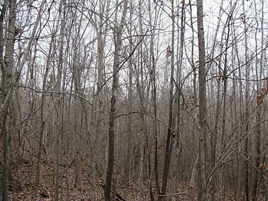MCCULLOUGH RD, MORRIS CHAPEL, TN 38361 - Image 3e112c02ffdc2636b37a8f5ada10ec96/470779286