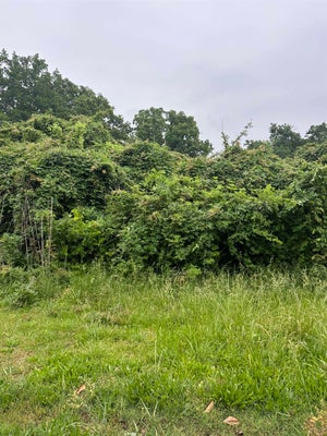 635 PURDY RD, SELMER, TN 38375 - Image 89eba2f6e517aee021ea48111fe48e6c/1474564241