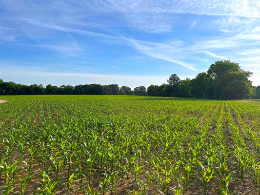 W MARKET ST, BOLIVAR, TN 38008 - Image d209f3f3c39d87dc01a94c2ec54d5cc9/3288229048